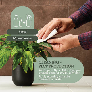 Insecticida natural de plantas