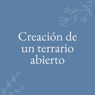 Taller de creación de un terrario abierto (con cactus y suculentas)